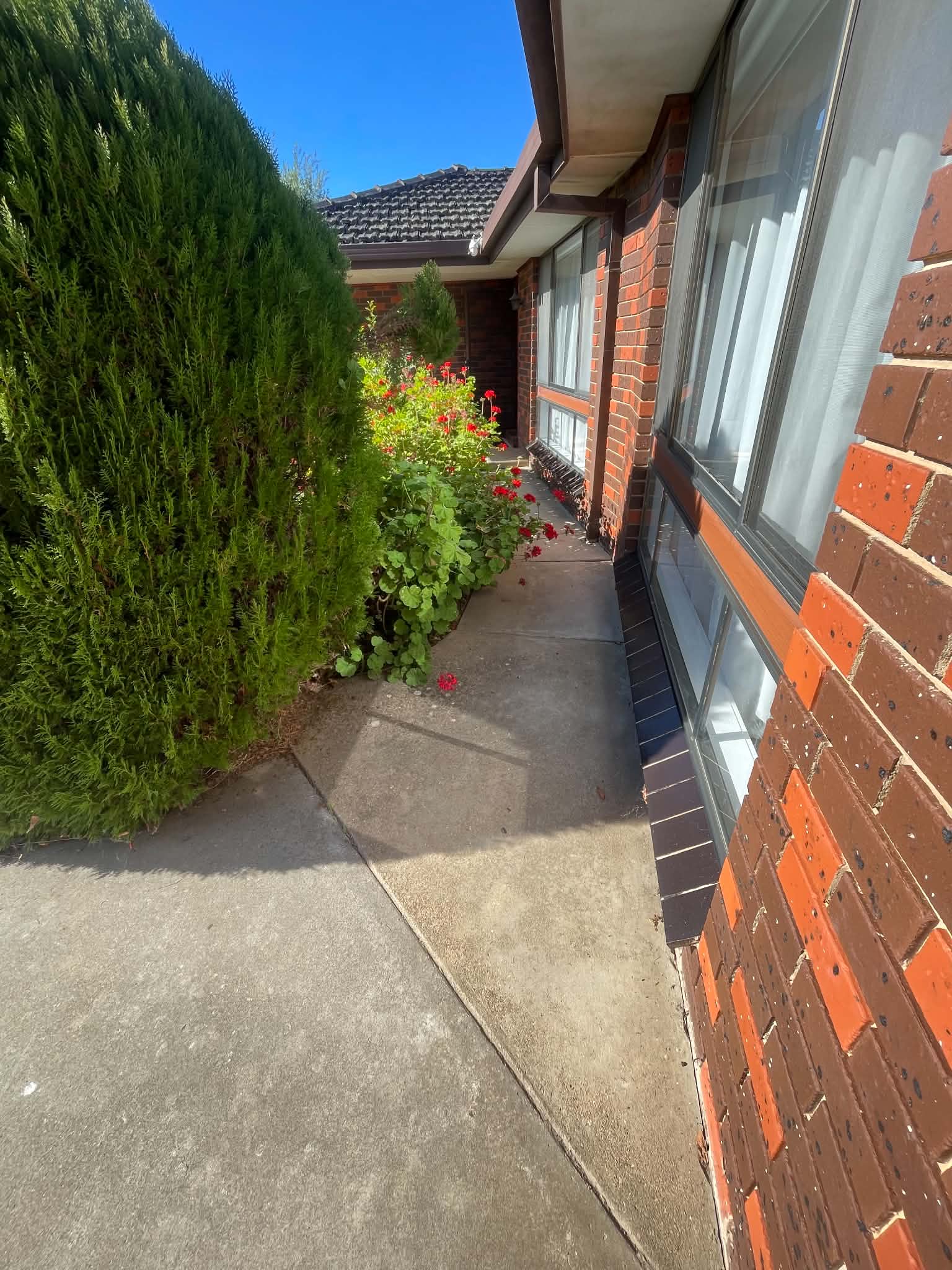 Tall trimmed hedge beside a clean garden path and flowering plants